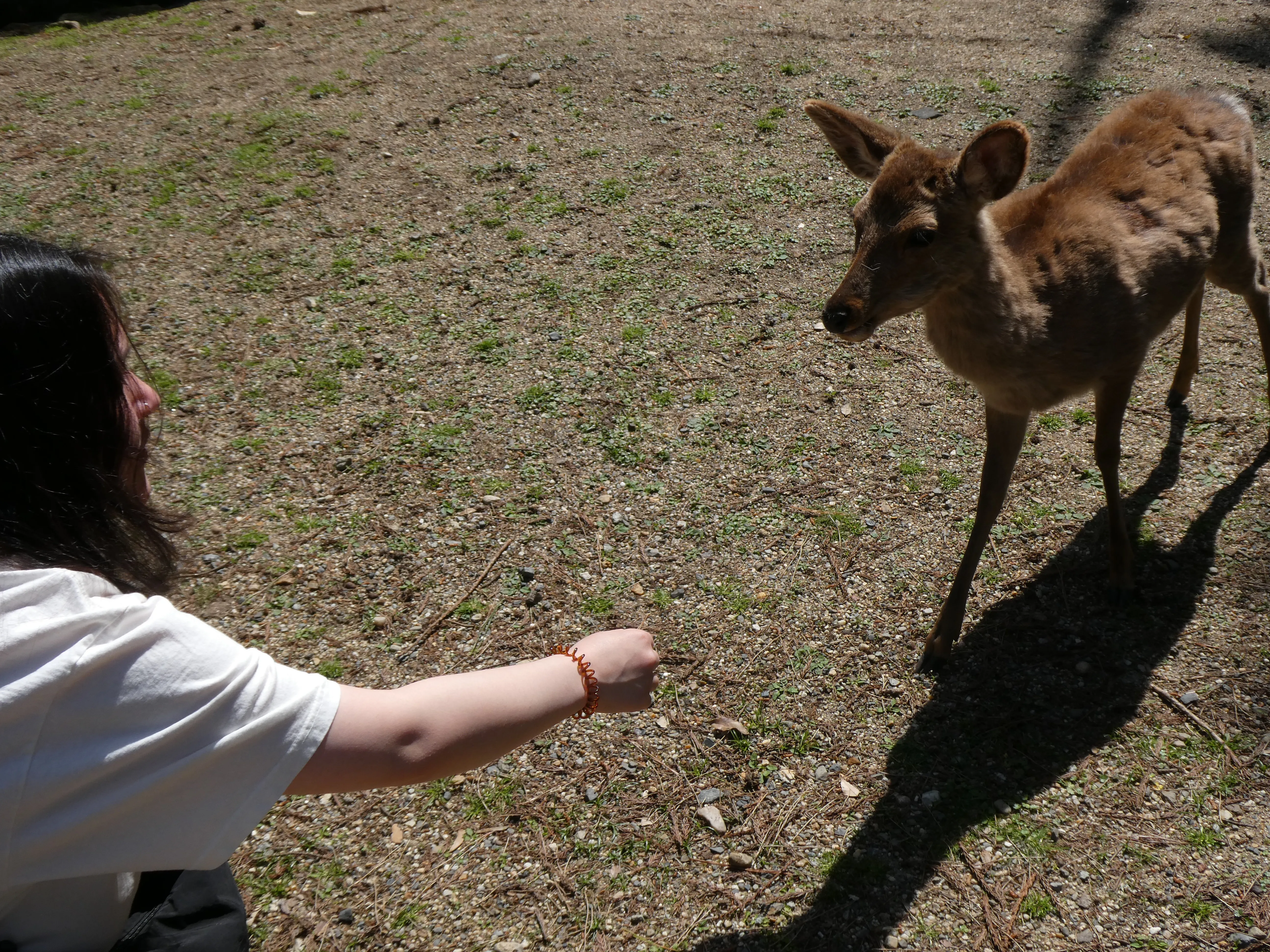 Deer in Nara Park, Japan